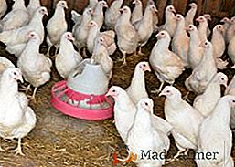 Periodo de puesta de huevos para pollos