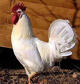 Руски бели пилета