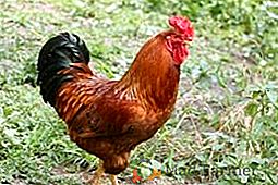 Породата на пилетата Poltava: разчитаме на производителността и лекотата на поддръжката