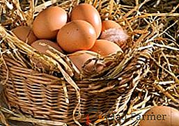 Jaké vitamíny jsou potřebné pro slepice, aby položily vajíčka pro produkci vajec