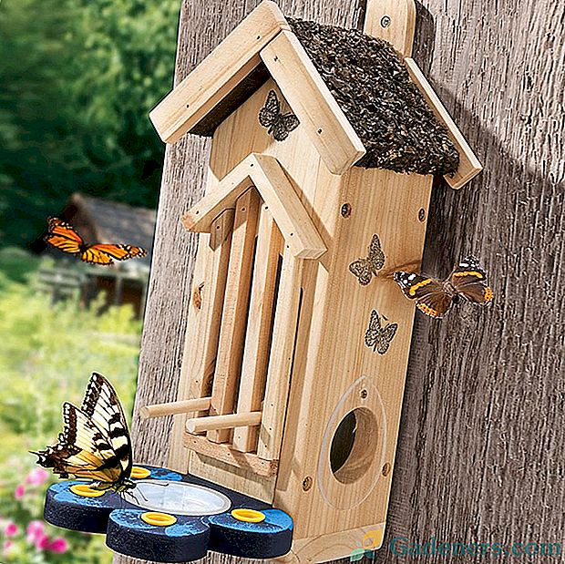 Како привући лептире на локацију и како их хранити