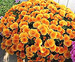 Types et variétés de chrysanthèmes de jardin, comment choisir une fleur pour le jardin