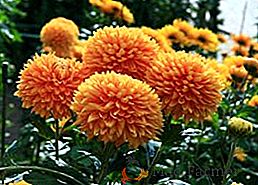 Која хризантема биљка у башти, популарне сорте пухастог цвећа за отворено тло