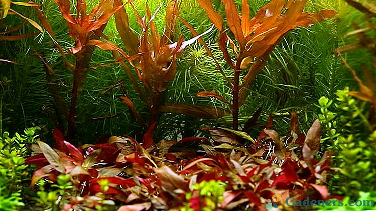 Alternativni Reinek, purpurni i sesili Biljke za akvarije i ribnjake Sadržaj