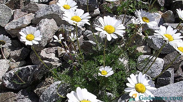 Anthemis auginimas iš sėklų dirvožemyje ir sodinukai. Sodinimas ir priežiūra