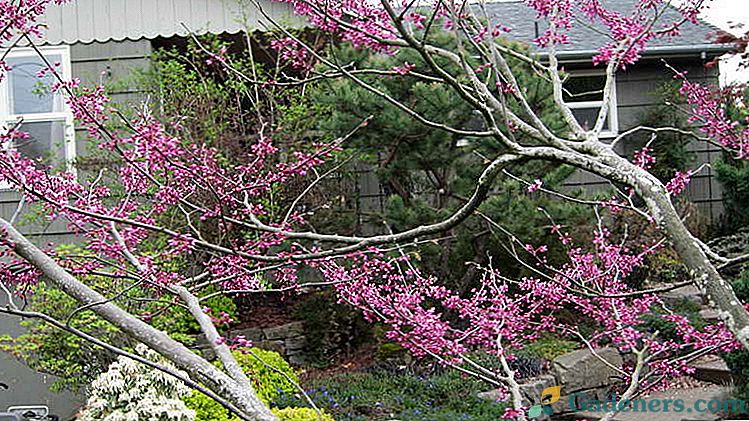 Crimson japonske saditve in oskrbe v predmestju Reprodukcijski potaknjenci in semena