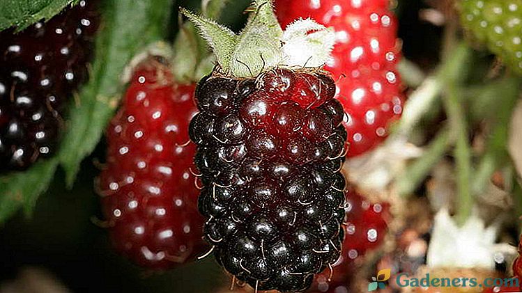 Boysen berry Засаждане и грижи в открито поле Условия за отглеждане Полезни свойства