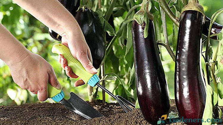 Как да се хранят патладжан по време на периода на цъфтеж на растежа и по време на плод в открито земята, оранжерия
