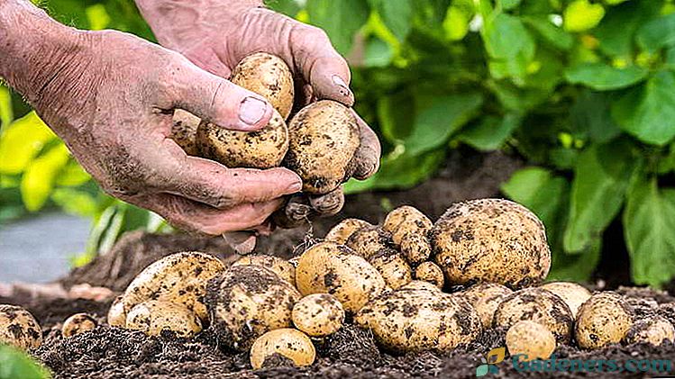 Kaj hraniti krompir spomladi Kaj je treba hraniti zemljišče pred sajenjem in po spravilu krompirja
