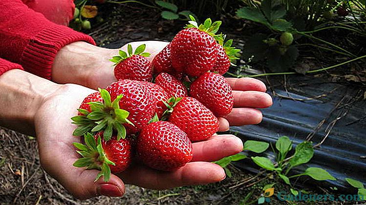 Jak karmić truskawki wiosną latem i jesienią Żywienie w maju, czerwcu, lipcu, sierpniu i wrześniu