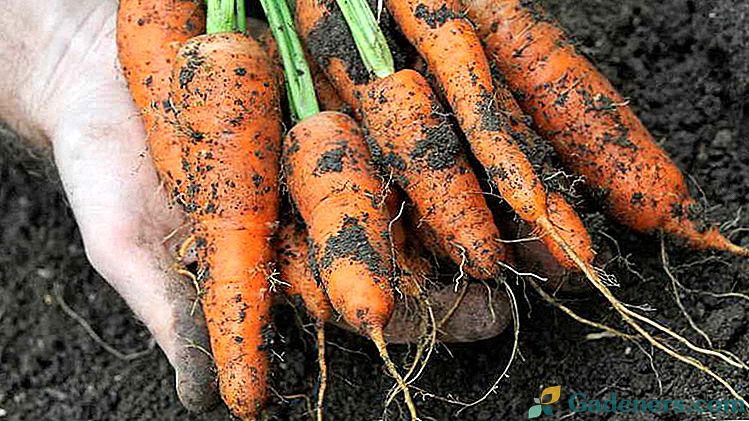Как да се хранят моркови за растежа на корени и това е сладък народни средства и торове