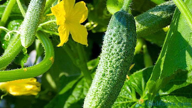 Как да се хранят краставици за реколтата фолк лекарства Топ дресинг по време на плод