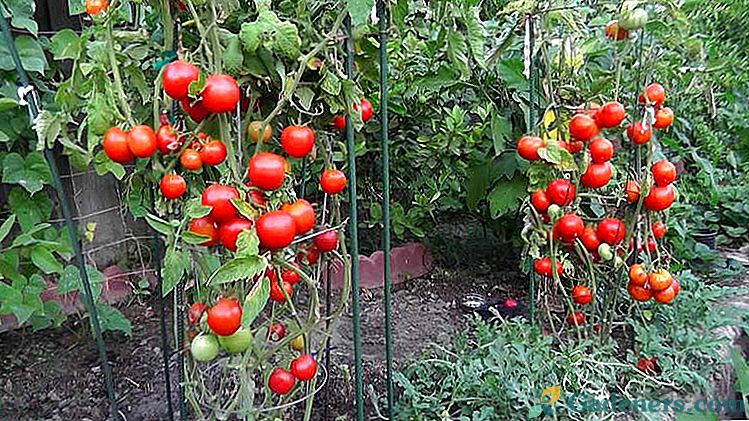 Jak podávat rajčata během plodu a kvetení Krmení sazenic Lidové prostředky