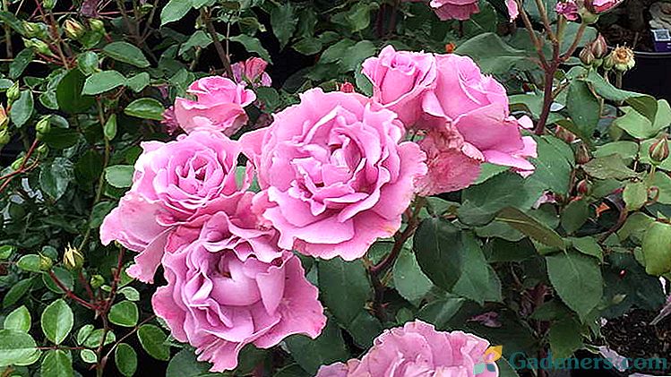 Kādu ēdienu rozes baro ziedēšanas laikā, bagātīgam ziedēšanas periodam, rudenī pirms ziemas patversmes