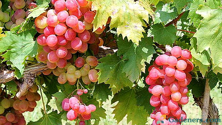 Jak karmić winogrona dla wzrostu i dobrych zbiorów Najlepsze opatrunek na wiosnę, lato i jesień w zimie