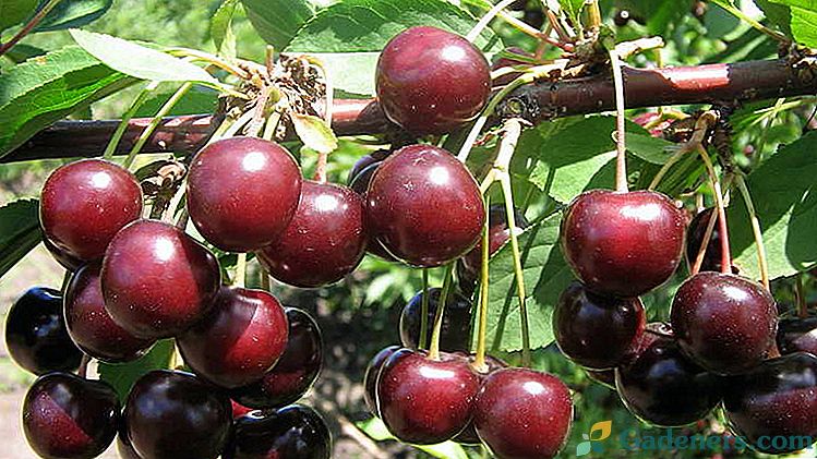 Ako nakŕmiť čerešne na jeseň tak, aby sa plody nakŕmili Vrchné obväzy na jar a v lete pre dobrú zber