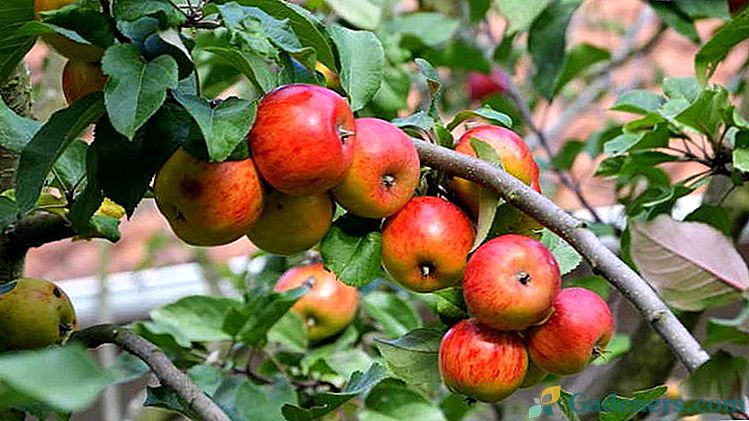 Kako hraniti stablo jabuka prije i tijekom cvatnje, tijekom zrenja voća i nakon žetve