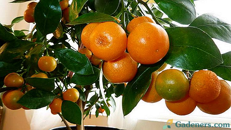 Citrofortunella Calamondin arba patalynės aliejus. Namų priežiūra. Reprodukcija