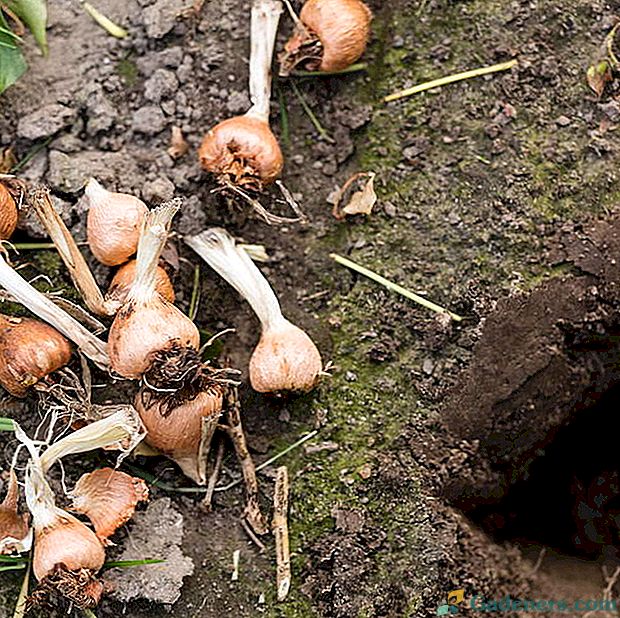 Ацидантера выращивание из луковицы в домашних