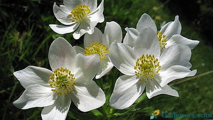 Anemone kwiaty Sadzenie i pielęgnacja w otwartym polu