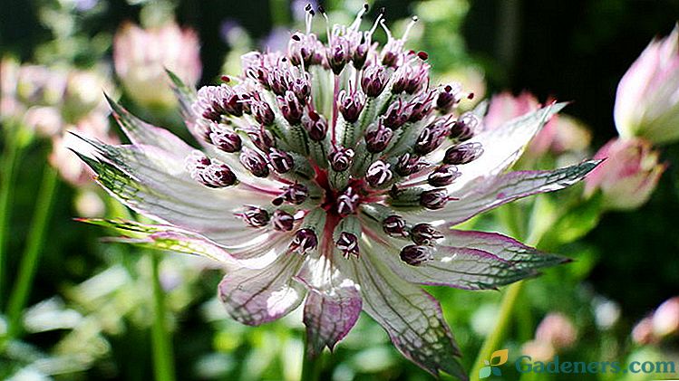Kvetiny astrantia alebo zvezdovka Výsadba a starostlivosť na otvorenom poli Kultivácia semien