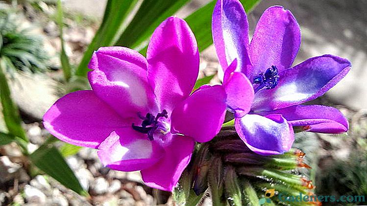 Babian Flowers Uprawa i pielęgnacja na otwartym terenie Sadzenie i rozmnażanie