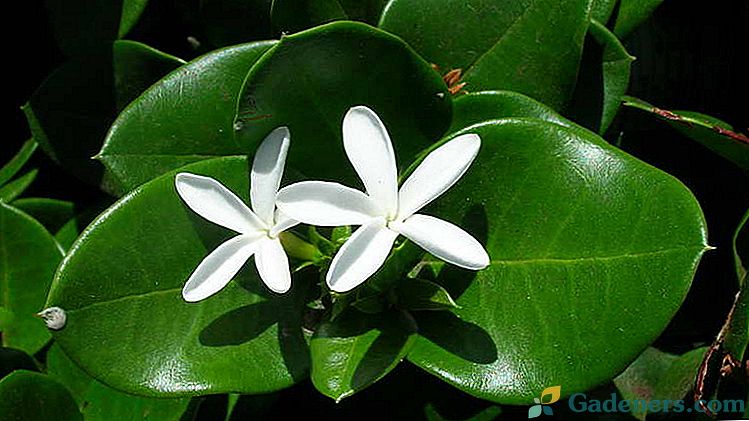 Kvety Carissy Starostlivosť doma Reprodukcia slivky Fotografie druhov