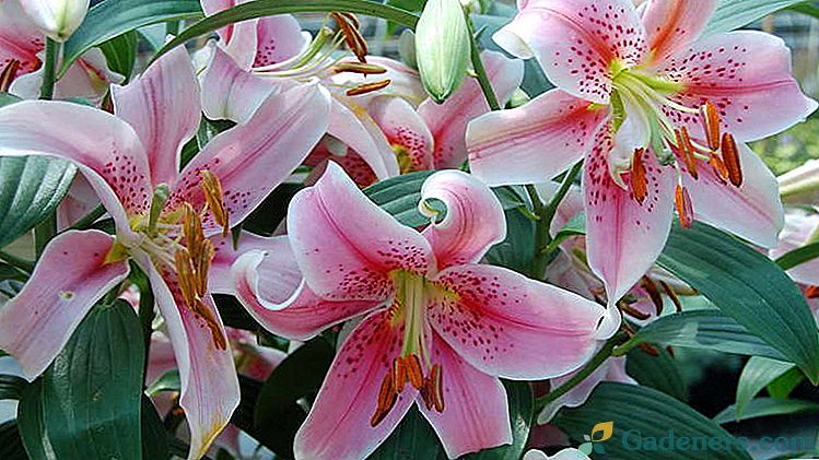 Цветя на градински лилии Засаждане и грижи Репродукция Сортове от градински лилии с имена.