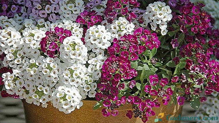 Цветя lobariya Отглеждане на семена у дома Засаждане и грижи на открито