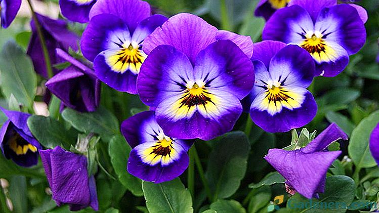 Rastline in oskrba cvetov viole Gojitev od semena do sadik Reprodukcija s potaknjenci