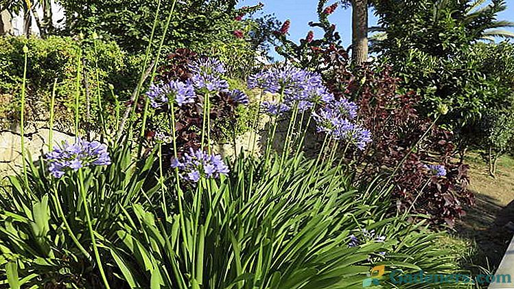 Cvjetni agapanthus Sadnja i skrb na otvorenom polju Kultiviranje kod kuće Fotografske sorte