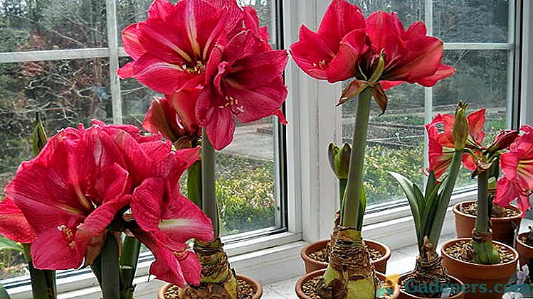 Amaryllio gėlių priežiūra namuose žydėjimo metu ir po jos. Reprodukcija