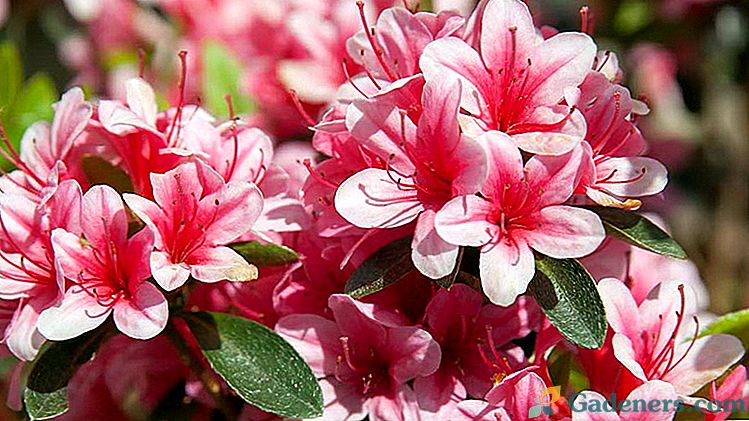 Flower azalea Sajenje in oskrba na domu Reprodukcija Fotografija cvetja