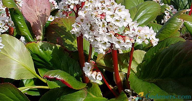 Flower Badan uprawa i opieka nad sadzonkami Sadzenie w otwartym terenie