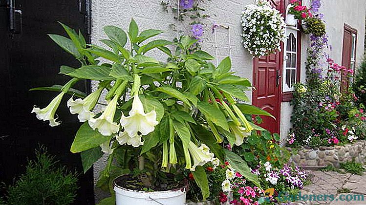Kwiat Brugmansia sadzenie i pielęgnacja Rosnące z nasion w domu Zdjęcia odmian