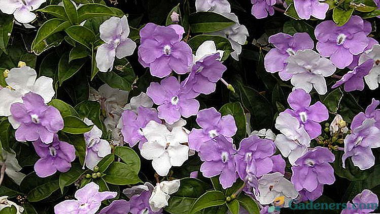Kvetina Brunfelsia Starostlivosť o domáce zvieratá Reprodukcia pomocou odrezkov Transplantácia a orezávanie