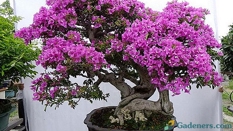 Bougainvillea zieds Mājas aprūpe Bugenvilijas bonsai Reprodukcija ar spraudeņiem
