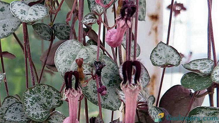 Ziedu tseropegiya aprūpe mājās Tseropegiya Voodoo un Sanderson reprodukcijas Foto