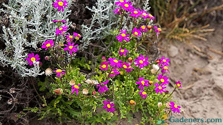 Cineraria cvet Sajenje in oskrba na odprtem polju Kultivacija iz semena Rezanje Slika vrst
