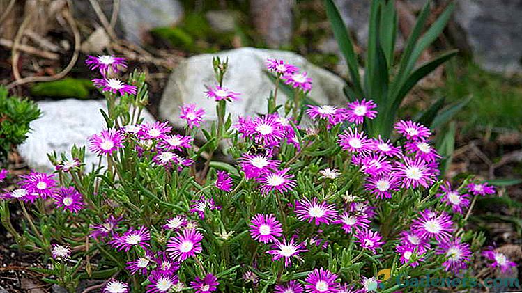 Kvetinová delosperma Výsadba a starostlivosť Chovateľské kultivácie na otvorenom poli a doma