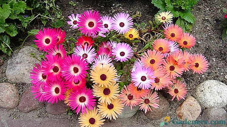 Квітка доротеантус Посадка і догляд Вирощування з насіння в домашніх умовах і відкритому грунті