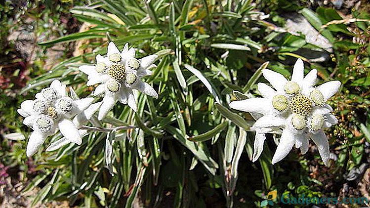 Edelweiss flower photo Sadnja i njegu na otvorenom polju Uzgoj od sjemena do sadnica