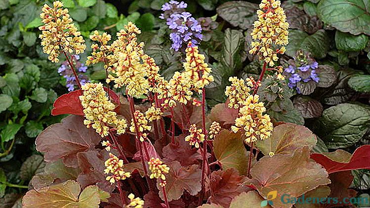 Квітка гейхера Посадка і догляд у відкритому грунті Розмноження Сорти гейхер з фото і назвою