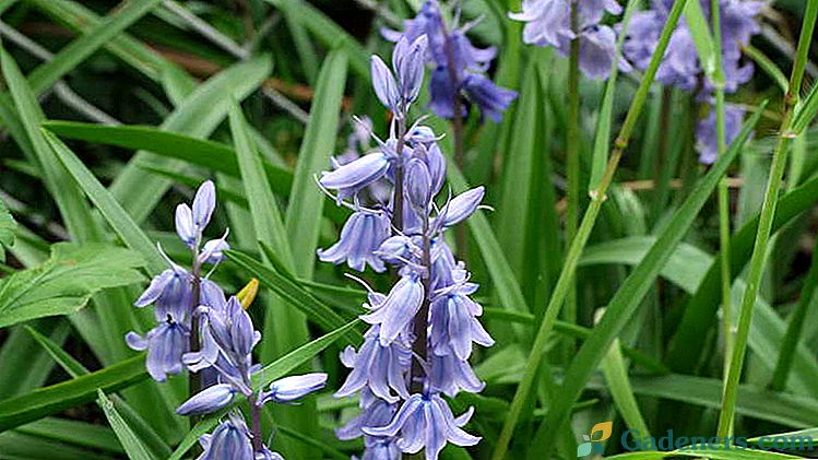 Kvetinové hyacintoidy Vysádzanie a starostlivosť v otvorenom teréne Fotografické odrody