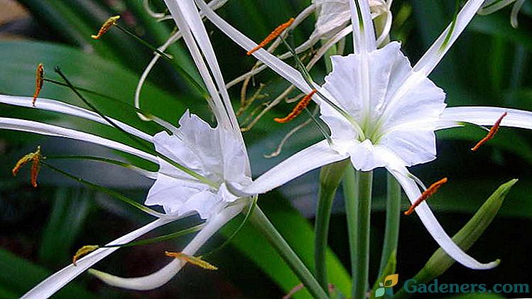 Cvet hymenocallis domača oskrba Sajenje in rastoči pogoji