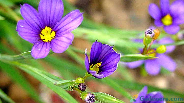 Květ modrooký nebo sisyurinhý Chovatelství a péče o fotografie a popis druhů