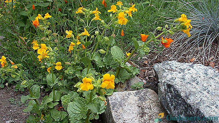 Kvetinový gubastik alebo mimulyus Výsadba a starostlivosť na otvorenom poli Pestovanie zo semien