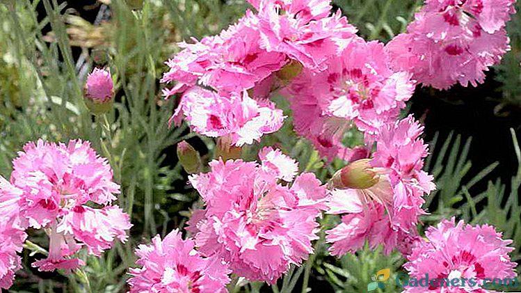 Karafiát kvet Cirrus trvalka záhrada Pestovanie a starostlivosť Fotografie a opis