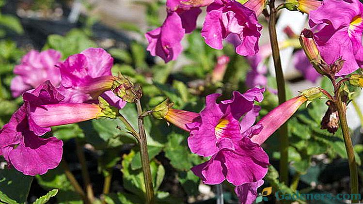 Квітка інкарвіллея Посадка і догляд у відкритому грунті Вирощування з насіння Фото видів