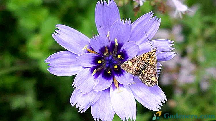 Cupidan Arrow Flower katananhe Gojenje semena Sadarstvo in oskrba Foto sort in vrtno oblikovanje